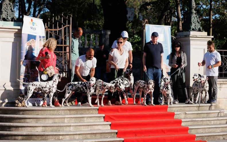 FOTO Dalmatinski psi prošetali crvenim tepihom u Zadru