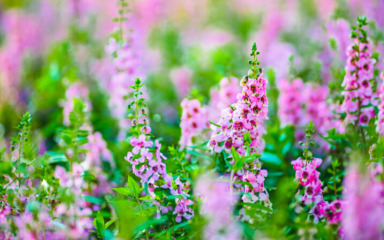 Donosimo savjete za uzgoj “ljetne zijevalice”