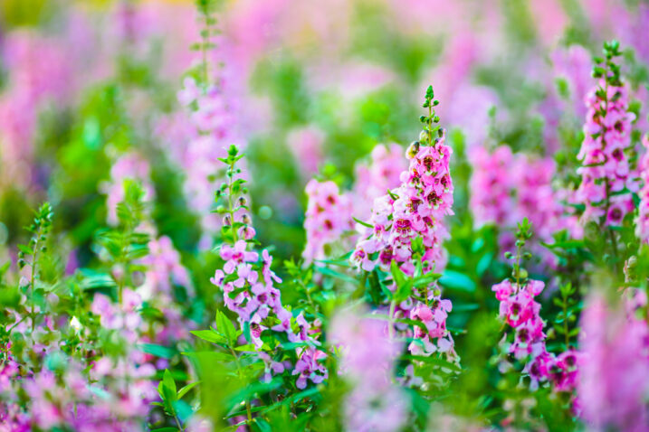 Donosimo savjete za uzgoj 