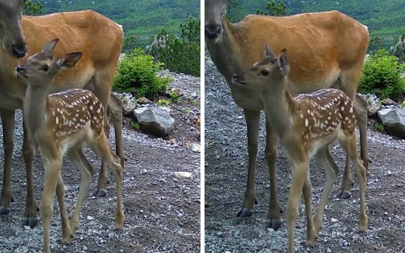 VIDEO Preslatka snimka bambija s mamom u NP-u Paklenica oduševila mnoge