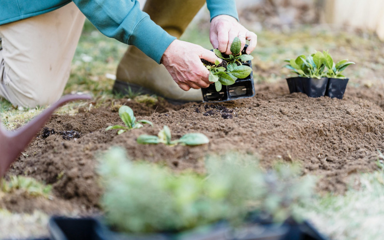 Izbjegnite ove vrtlarske greške i riješite se nametnika zauvijek