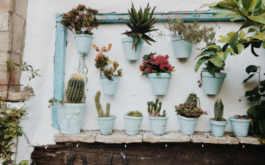 Ova brzorastuća biljka može podnijeti vrućinu, a učinit će vrt jedinstvenim