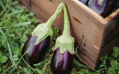 Ovo povrće voli toplu klimu i sunčana područja pa je idealno za vaš vrt