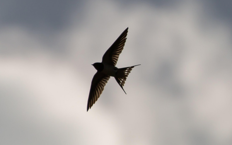 Gnijezdo male lastavice