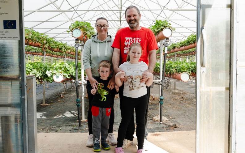 Obitelj iz Ninskih Stanova ima 7 tisuća sadnica jagoda: 