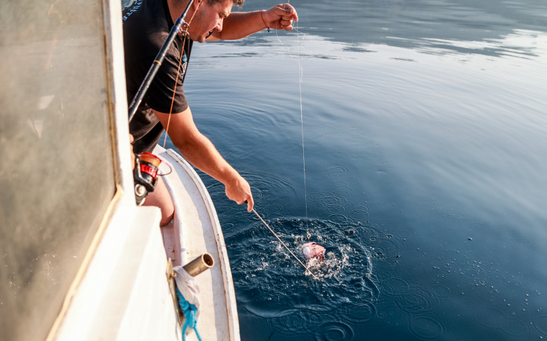 U Jadran stigle nove vrste riba. Neke su opasnost u moru, a neke u pijatu