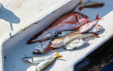 Lovite na braku? Plima i oseka u takvom ribolovu imaju presudan značaj