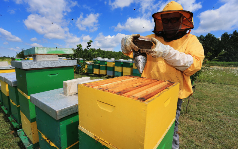 Pčelarima novčana pomoć za saniranje štete zbog pomora pčelinjih zajednica