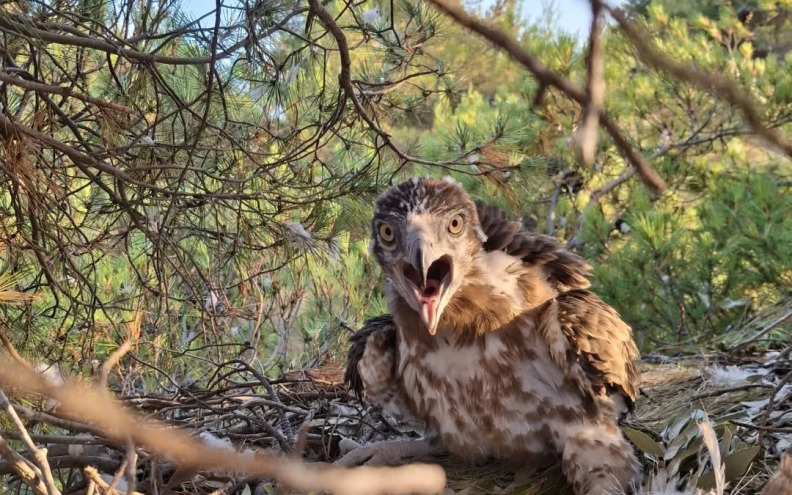 Stigla prinova u Telašćici, evo o kome je riječ