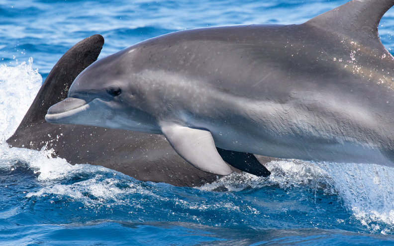 Vinko je prvi dupin u Jadranu sa satelitskim odašiljačem! I vi možete pomoći istraživačima