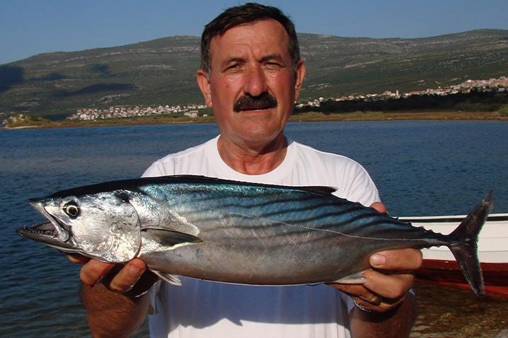 Palamida može težiti i preko devet kilograma i pravi je lovni stroj