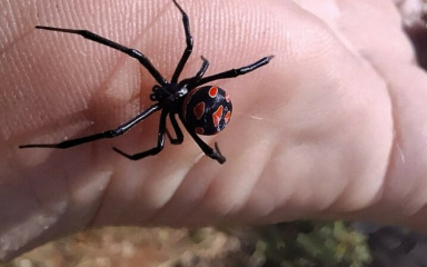 Stručnjak za crne udovice: “Najopasniji su europski pauk, ali nisu agresivne”