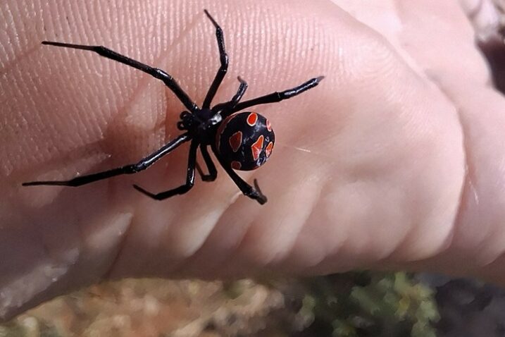 Stručnjak za crne udovice: 