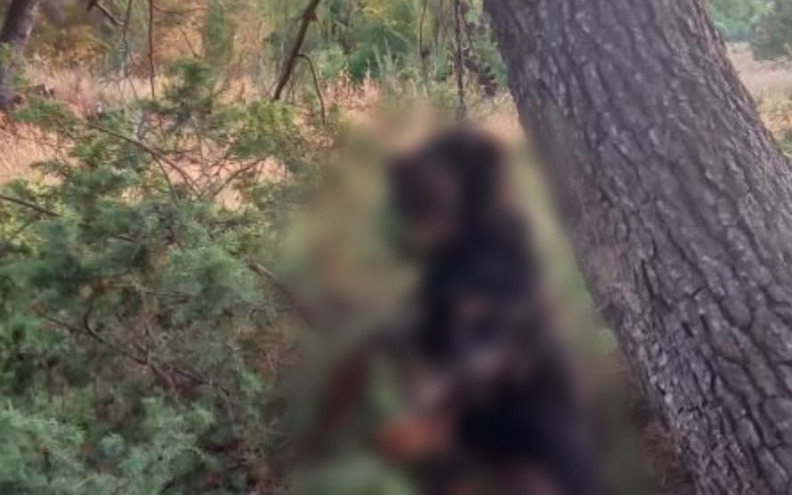 Zadarska policija istražuje slučaj obješenog psa