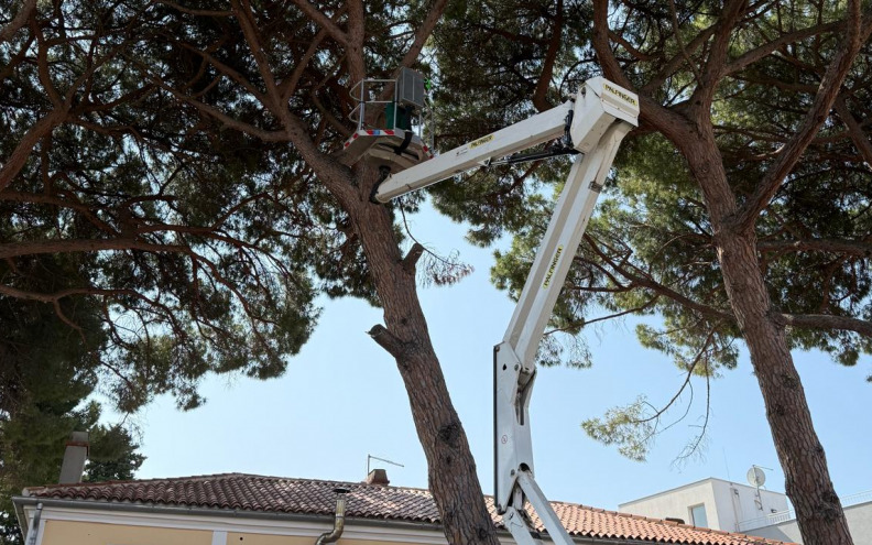 Ne postoje zdravstveni razlozi za uklanjanje stabla pinije kod 