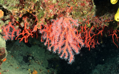 OPUSTOŠENO NALAZIŠTE Nakon 150 godina rasta – uništen crveni koralj u Zadarskom kanalu