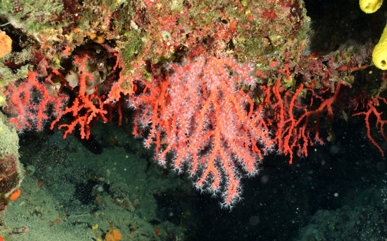 OPUSTOŠENO NALAZIŠTE Nakon 150 godina rasta - uništen crveni koralj u Zadarskom kanalu