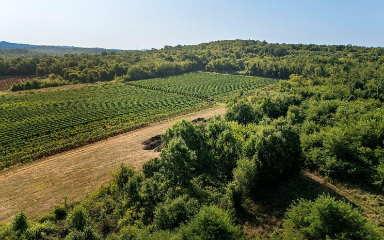 Damjanić – vinar koji  je prigrlio sve izazove