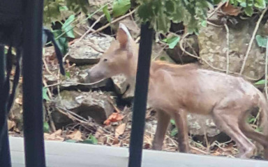 Na Putu Bokanjca luta bolesna lisica, Zadrani zabrinuti i ogorčeni