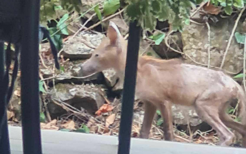 Na Putu Bokanjca luta bolesna lisica, Zadrani zabrinuti i ogorčeni