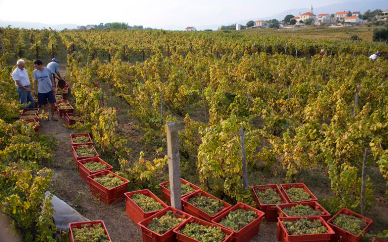 Grk iz Lumbarde je autohtona zvijezda hrvatskog vinarstva