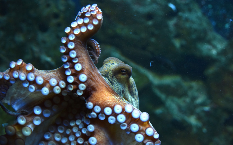 Grubišić o sudbini hobotnica: Zabrana ulova je zadnja, najdrastičnija mjera