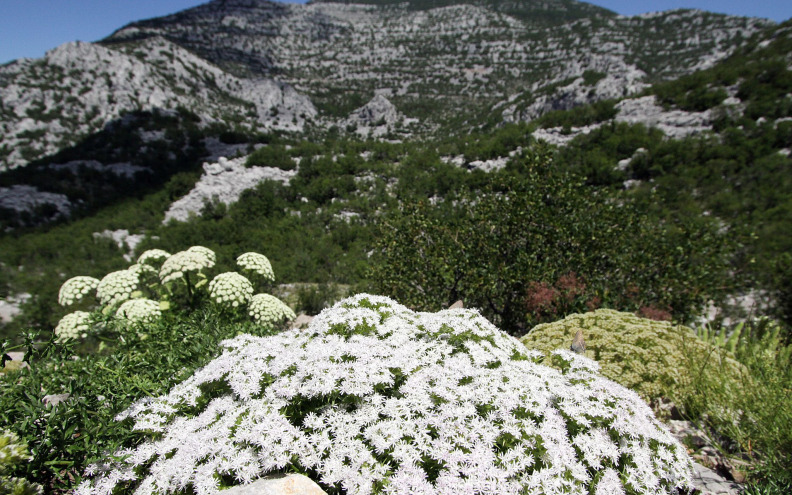 VELIKO RUJNO Velebitski predah od vrućina i ljetnih gužvi