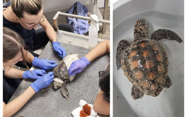 Kornjače zbrinute u pulskom Aquariumu spašene zahvaljujući ljudskoj pažnji i suosjećanju