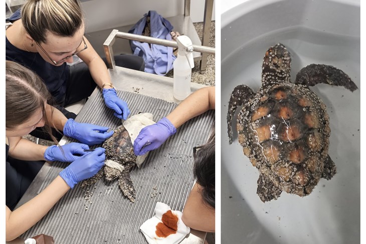 Kornjače zbrinute u pulskom Aquariumu spašene zahvaljujući ljudskoj pažnji i suosjećanju