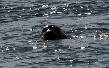 VIDEO Nesvakidašnji susret! Ribar snimio sredozemnu medvjedicu, pogledajte snimku