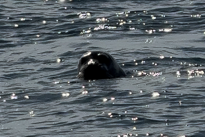 VIDEO Nesvakidašnji susret! Ribar snimio sredozemnu medvjedicu, pogledajte snimku