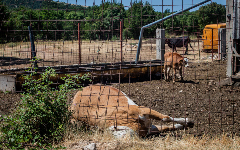 Potvrđena još dva slučaja bedrenice