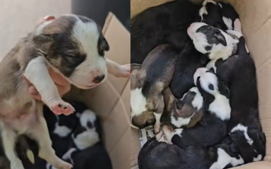 GNJUSAN ČIN Devet tek okoćenih štenaca ostavljeno u vrećici na benzinskoj u Zadru