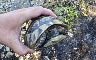 Jučer gorilo i u Smilčiću, vatrogasci spasili – kornjaču