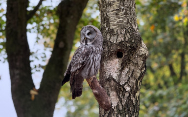Sova ozlijeđena u nevremenu jutros spašena na Dugom otoku