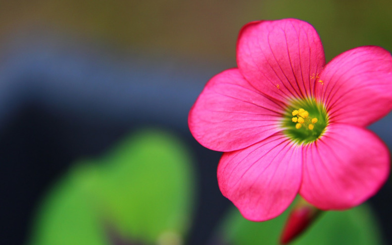 Popis sobnih biljaka živih boja idealnih za početnike