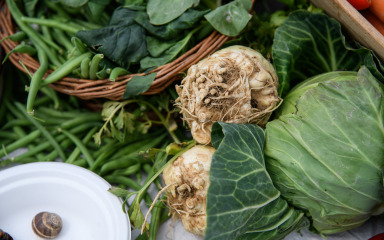 Agroekologija je održiva budućnost za hranu i tlo