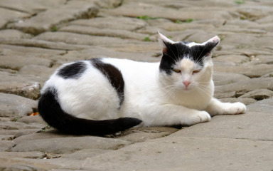 Idete na put? Provjerili smo gdje u Zadru možete ostaviti svoje ljubimce na čuvanju