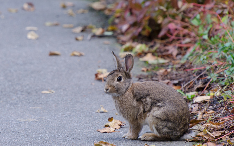 BIZARAN SLUČAJ U Muškovcima vozilom naletio na zeca, za sudar odgovorno - lovište!