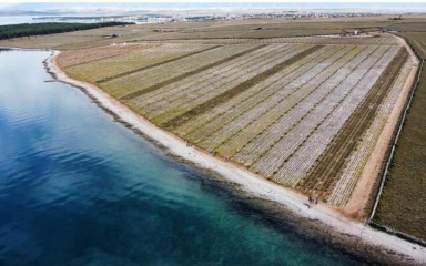 NOVI PROJEKT Bio plant će uz veliki maslinik graditi uljaru