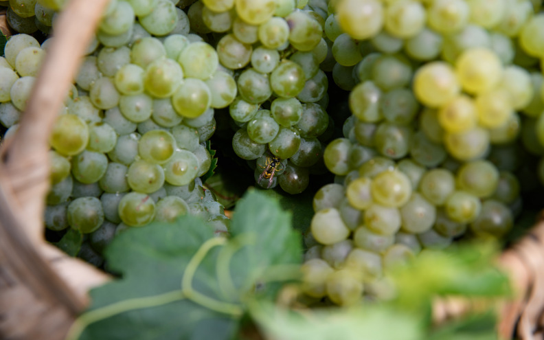 Količina i kvaliteta grožđa dobre, bolesti nije bilo, a vrijeme je idealno