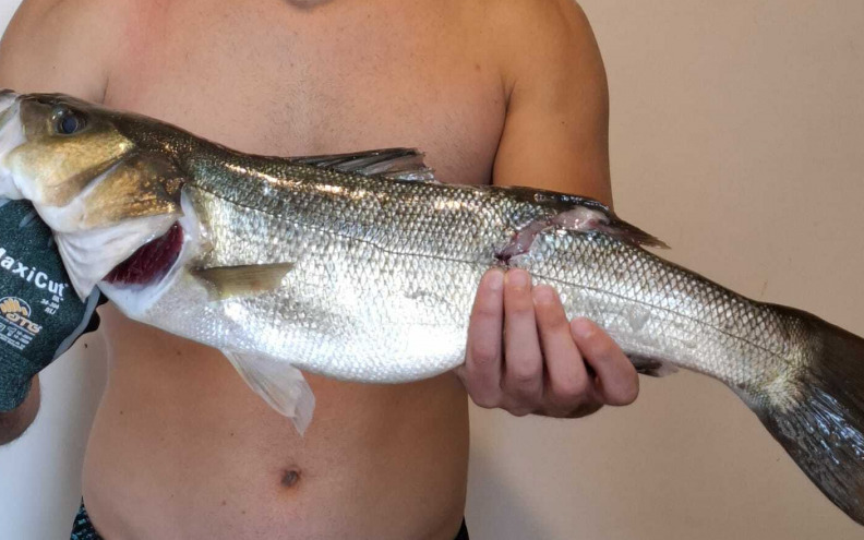 Filip Ćurković ulovio brancina od gotovo dva kilograma