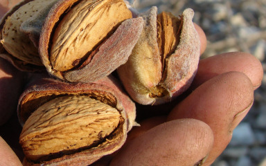 Bademi imaju brojne zdravstvene koristi, evo točno koje