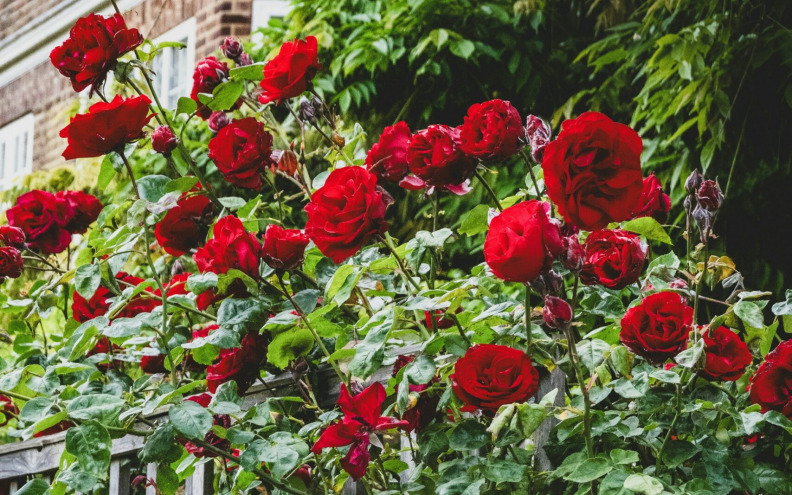 Imate zečeve u vrtu? Rješenje su dva neobična sastojka