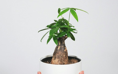 Ovaj tropski dragulj u vaš će dom donijeti novac i pozitivnu energiju