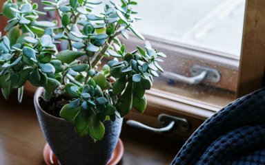 Do pozitivne energije u domu s ovih pet biljaka