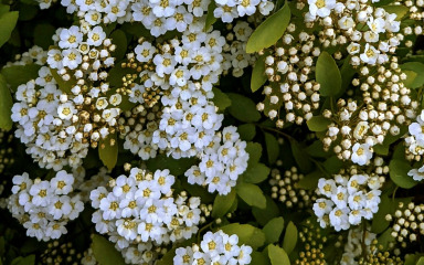 Ova ljekovita biljka sadrži brojna korisna svojstva