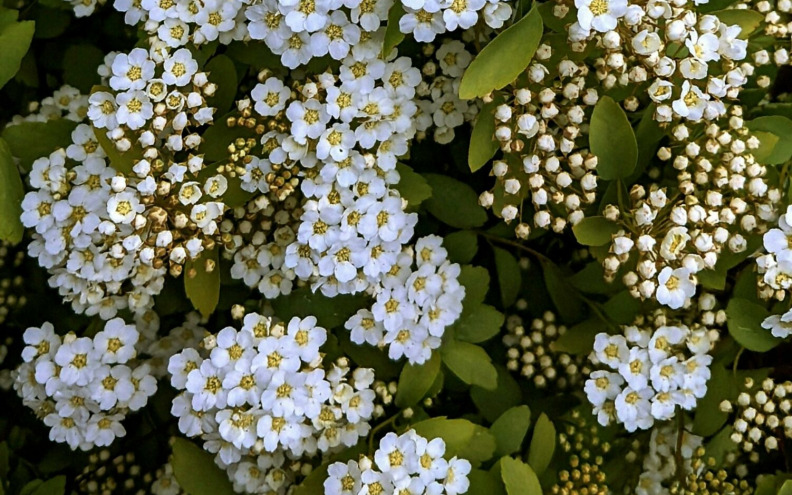 Ova ljekovita biljka sadrži brojna korisna svojstva