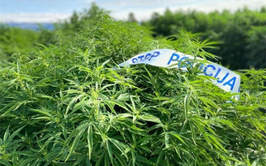 Na Pagu oduzeta marihuana, prijavljen 35-godišnjak!