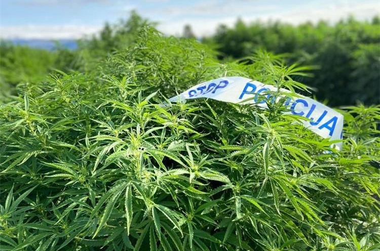 Policija od 32-godišnjaka oduzela šest stabljika različite marihuane